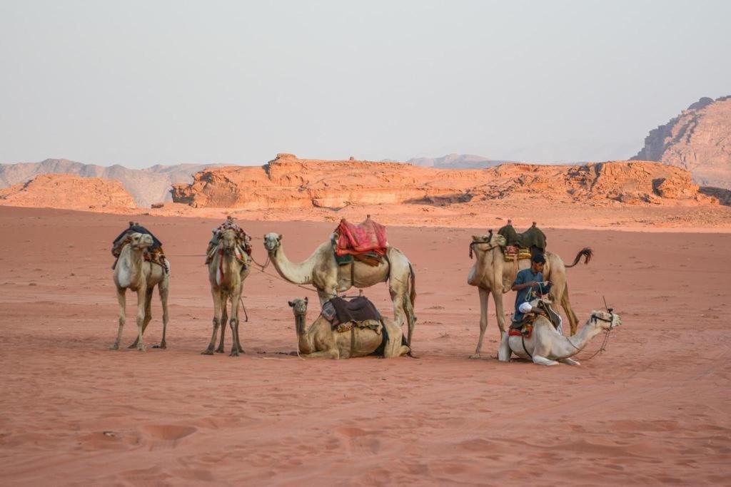 Desert shine camp Wadi Rum Esterno foto